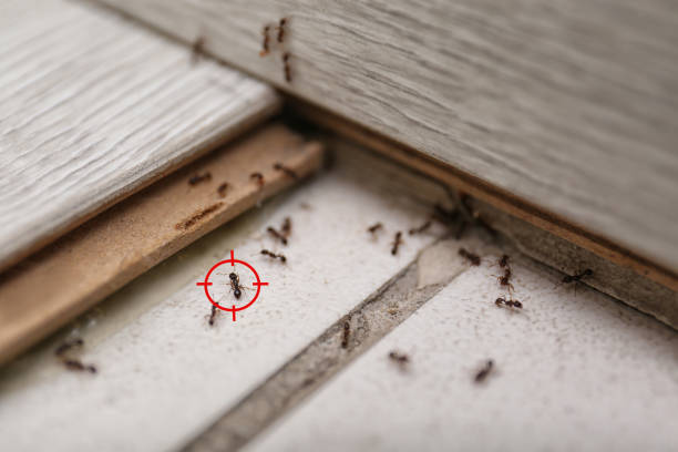 Best Exterminator Services  in Algona, IA
